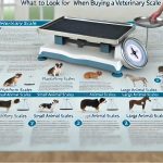 What to Look for When Buying a Veterinary Scale